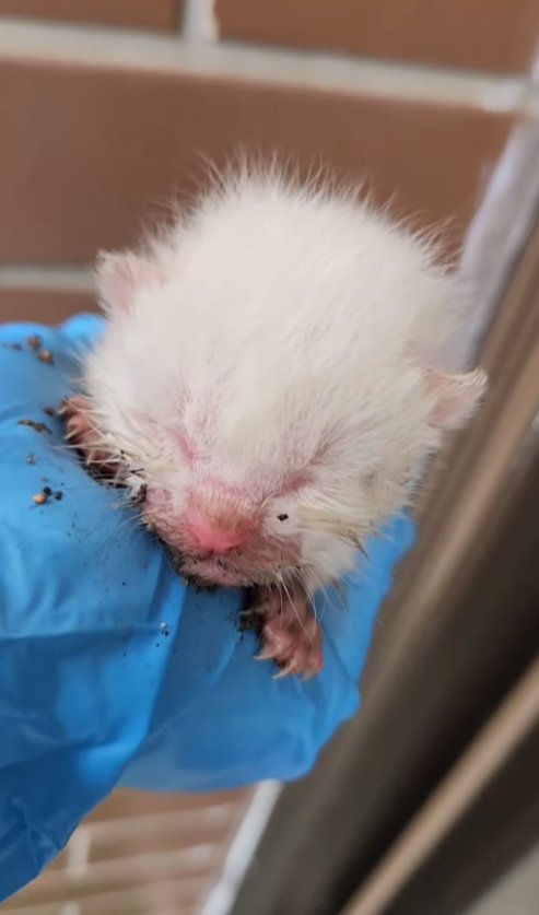 屋外で掴まれている白い子猫