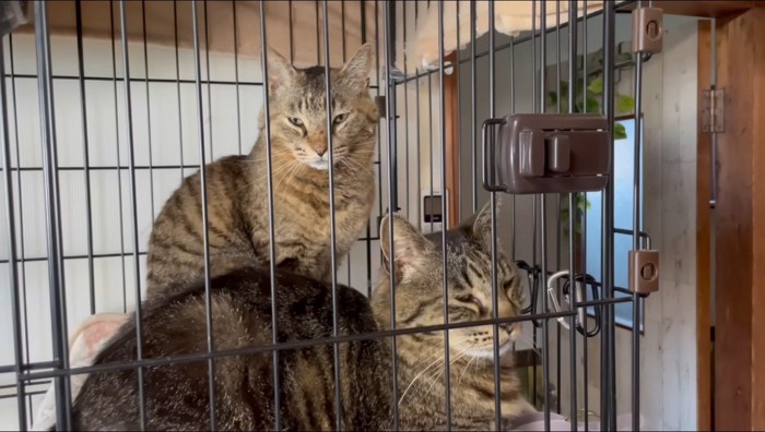 カメラを見つめる親子の猫