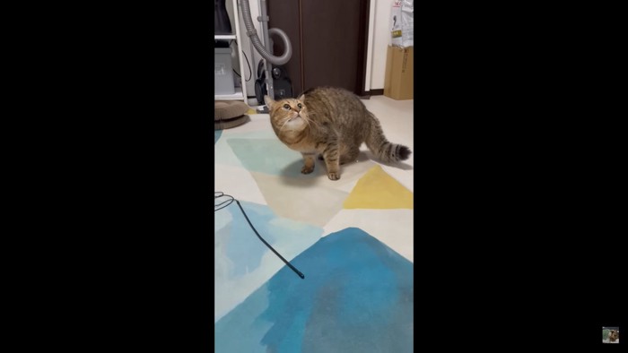 怖がる猫