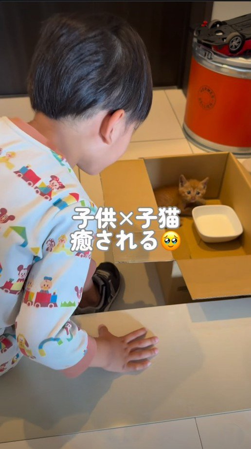 段ボール箱にいる子猫をのぞく男の子