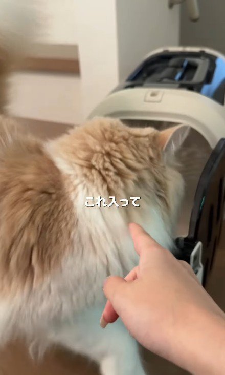 キャリーケースに入る猫