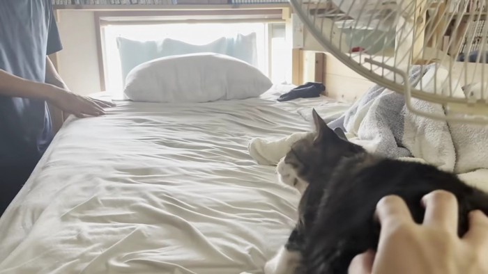 別のご家族の側で息子さんを見つめる猫
