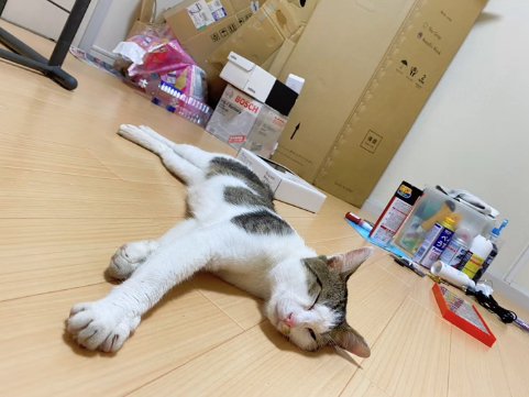 段ボールを背景にしてフローリングの上で横になる猫