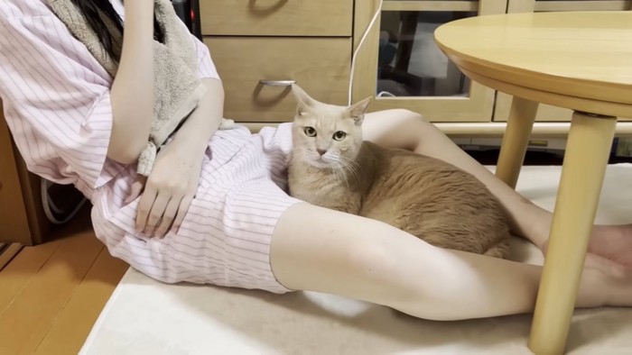 娘さんの脚の隙間にしゃがみこむ猫ちゃん（カメラ目線）