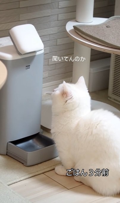 自動給餌器の前でロボットをみつめる猫%