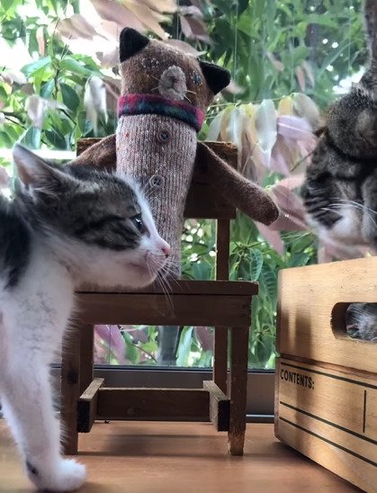 窓の外を見る猫