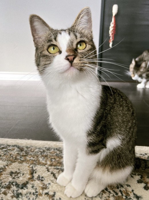 飼い主を見上げる夏毛の猫