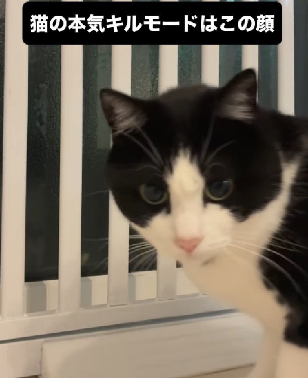 ハンターの顔になる猫