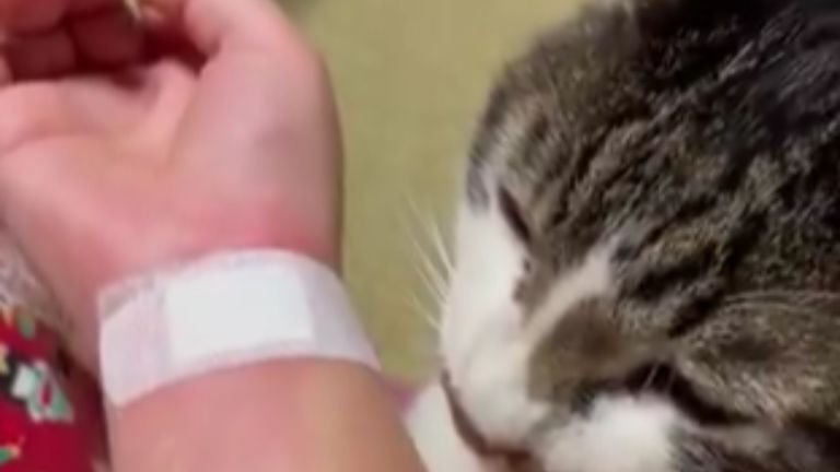 ケガしている腕と猫