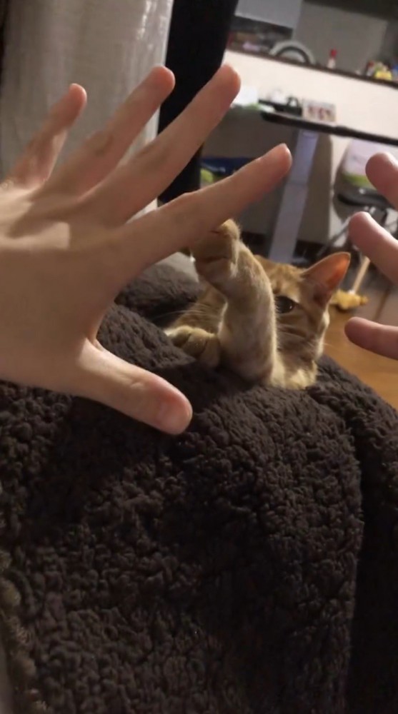 パーを出す飼い主と家族