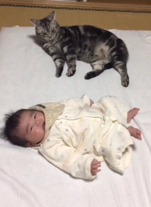 隣に横になる猫