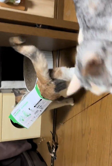 ティッシュ箱を身につけた猫