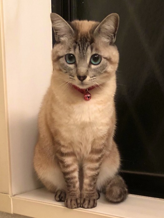 おすわりするねこ