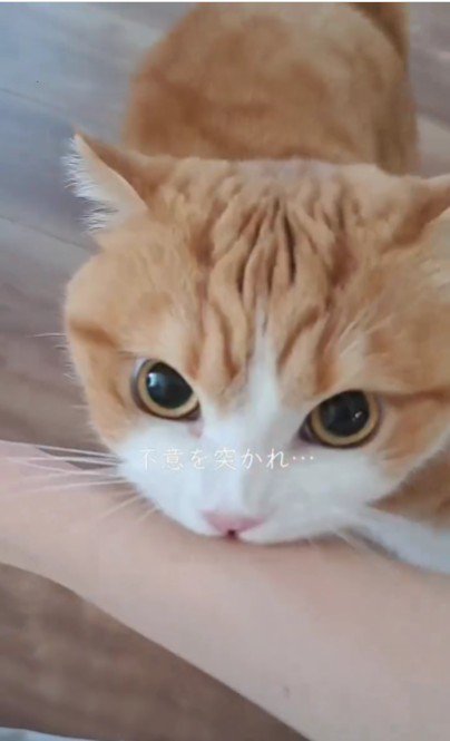 人の腕を噛んでいる猫
