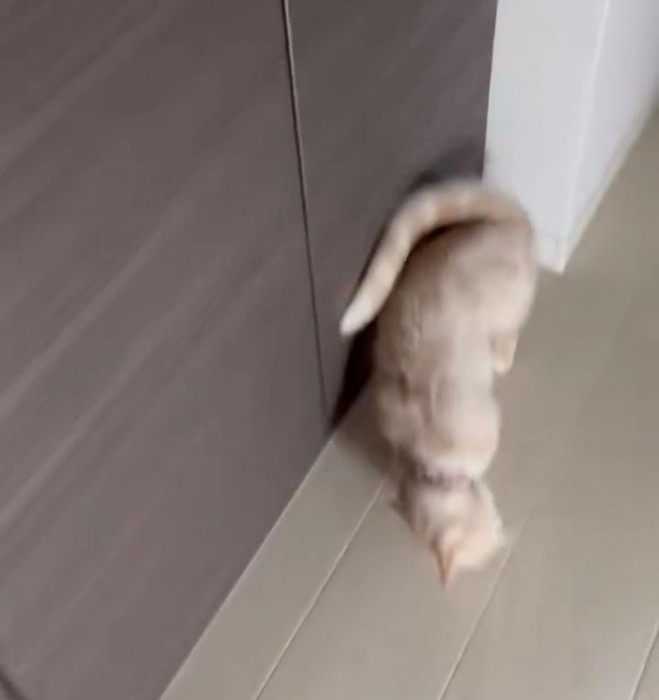 寝転がろうとする猫