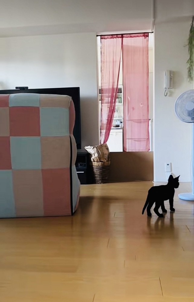 ぬいぐるみを探す子猫