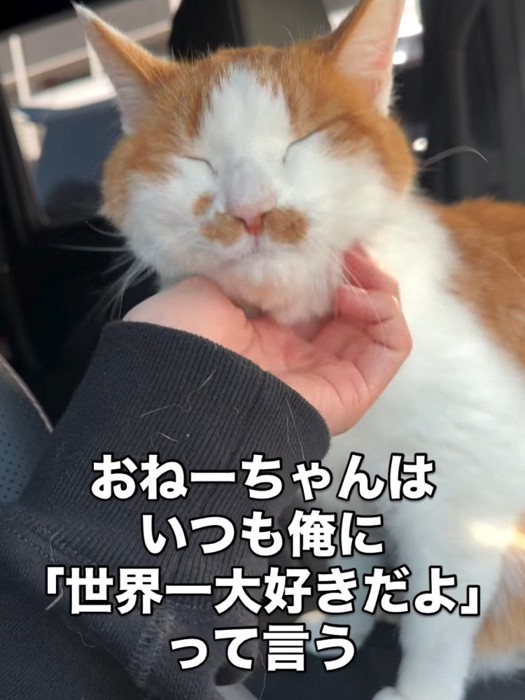 顔をなでられる猫