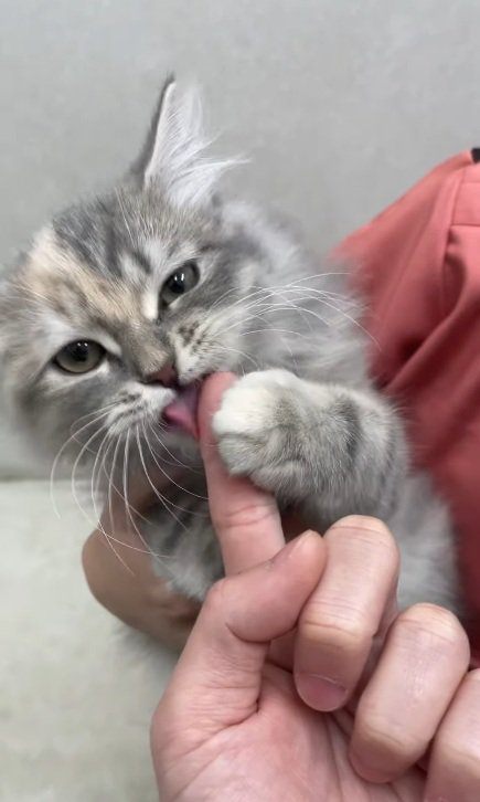 指を手で押さえてしゃぶっている子猫