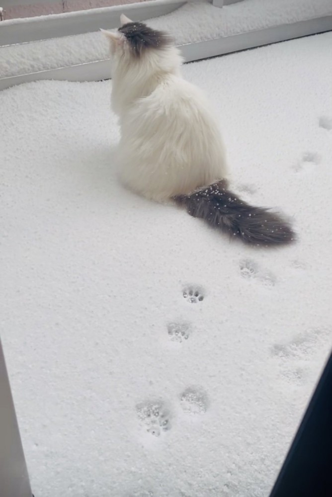 庭の雪の上に座るノルウェージャン