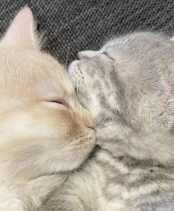 ソファで眠る2匹のマンチカン