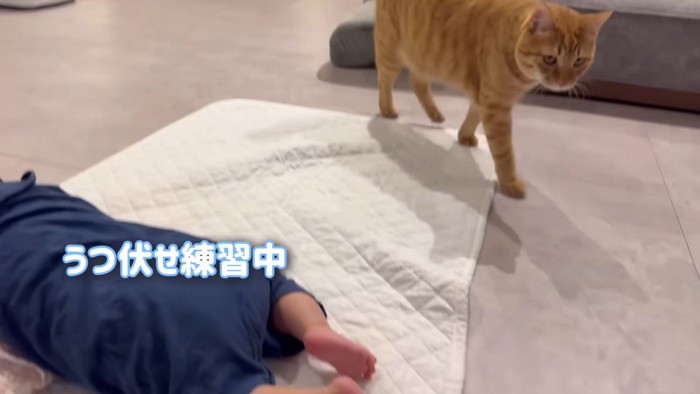 テロップ「うつ伏せ練習中」