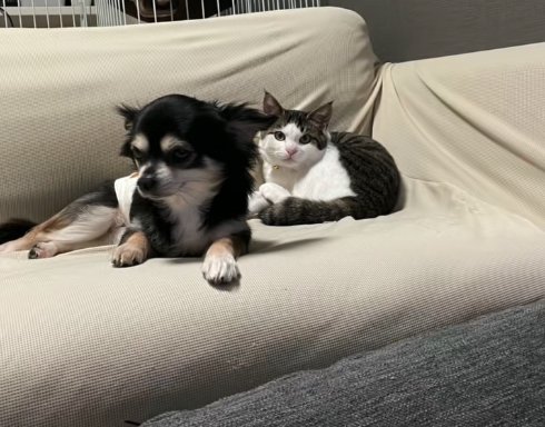 ソファの上で並んでくつろぐ犬と猫