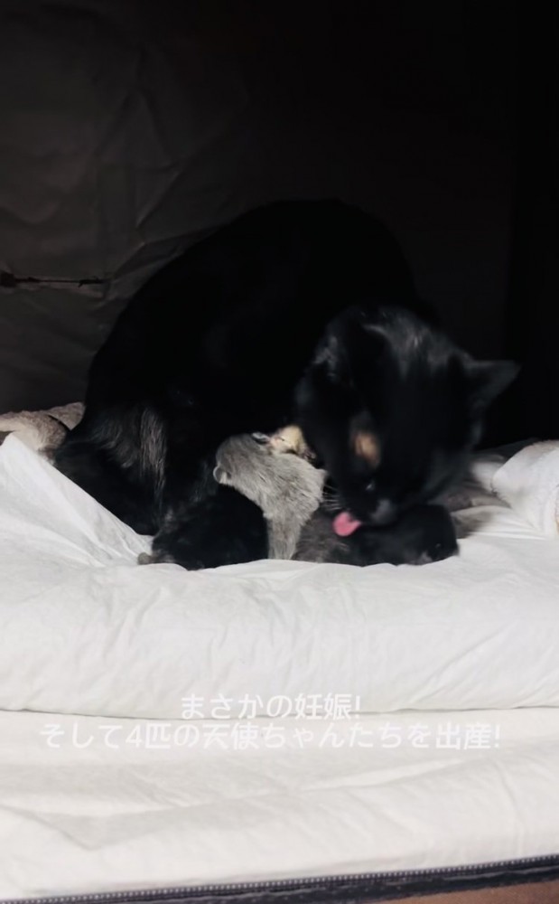 4匹の子猫をグルーミングする黒猫