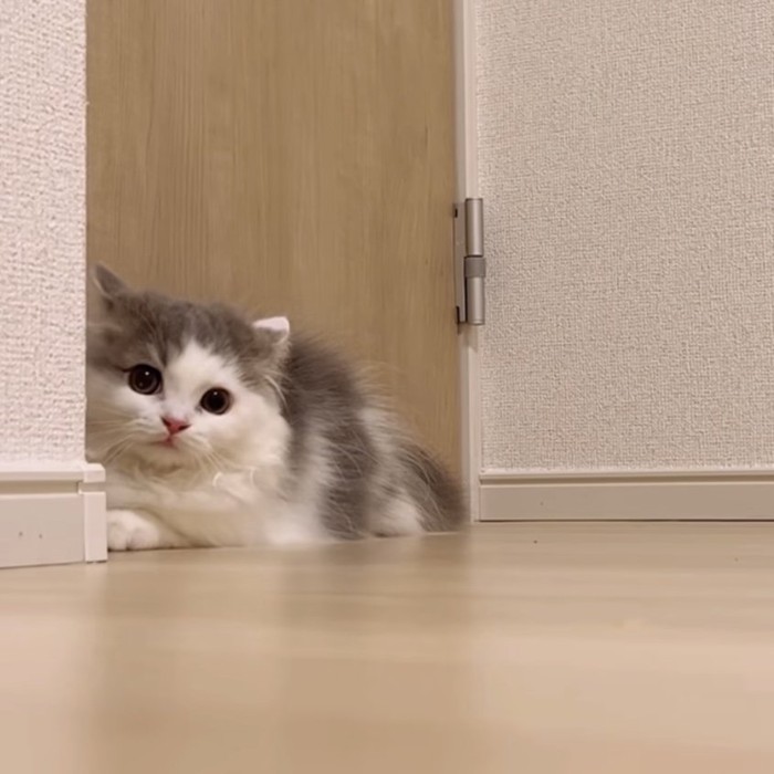 壁の後ろから覗く猫の写真1