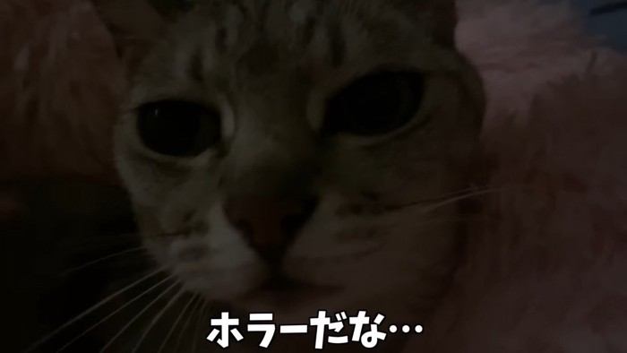 暗闇の中のマロちゃん