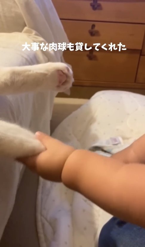 猫と握手している赤ちゃん