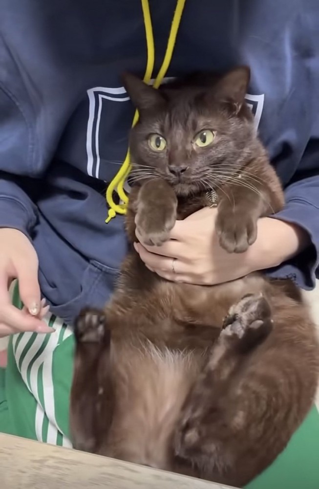 飼い主に肉球をこそばされる保護猫