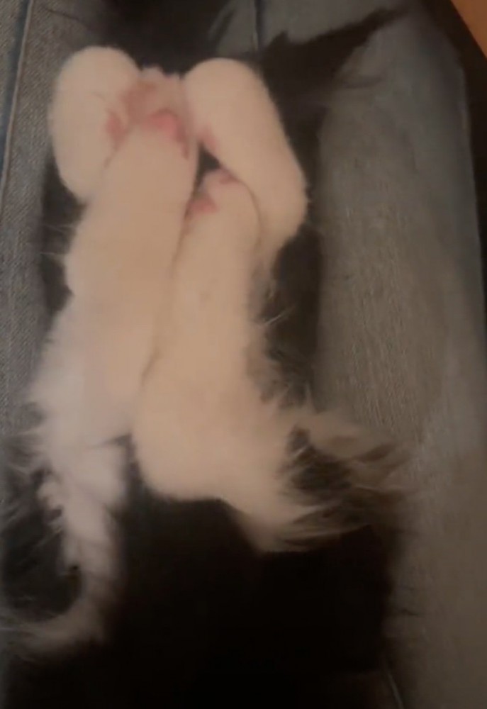 顔を見せない猫