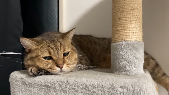 眠そうな表情