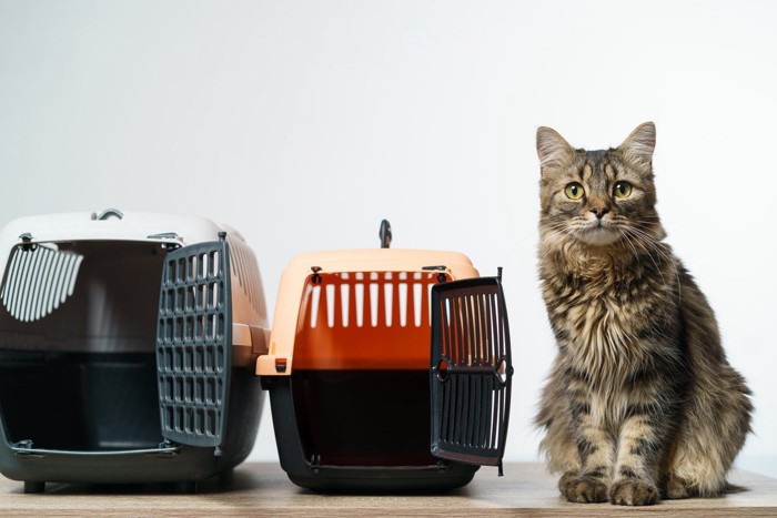 キャリーの隣に座る猫