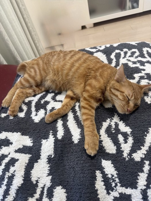 寝ている猫