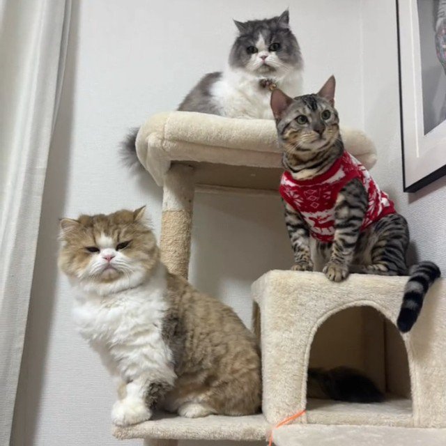 キャットタワーに乗る3匹の猫