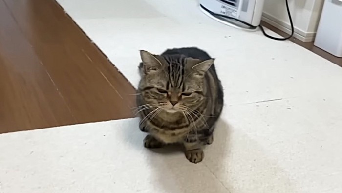 待たされるブラウン系マンチカン