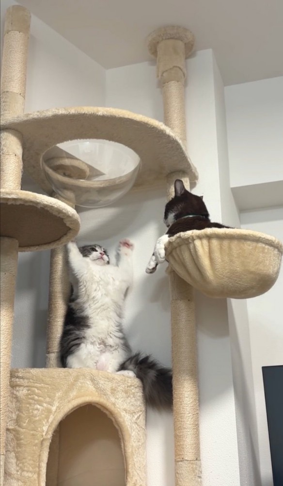 威嚇する猫と見つめる猫