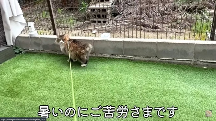 庭をチェックする猫