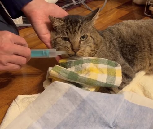 スポイトで水を飲んでいる猫