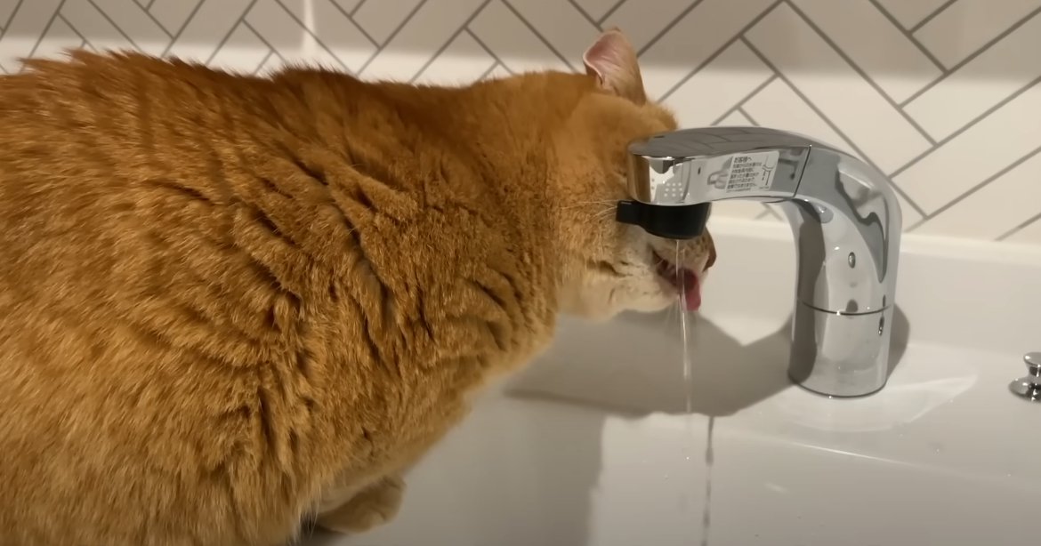 蛇口から水を飲む猫