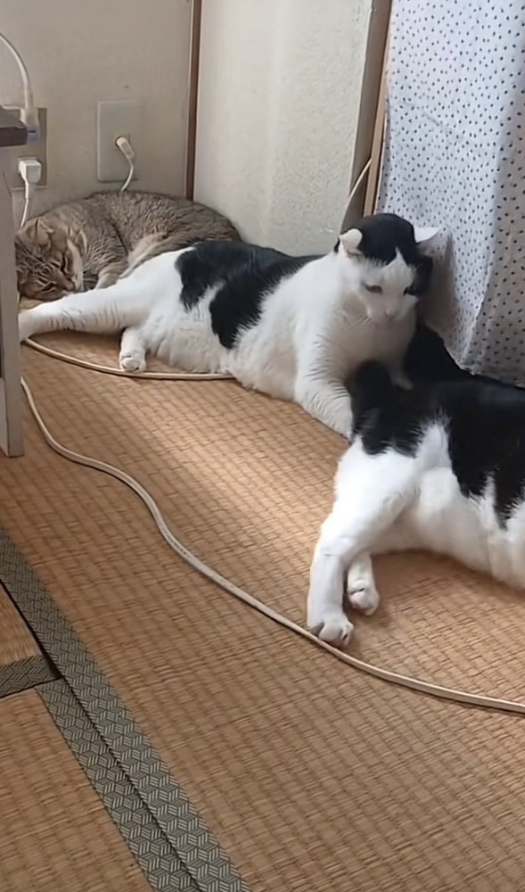 猫2匹が横になっている写真