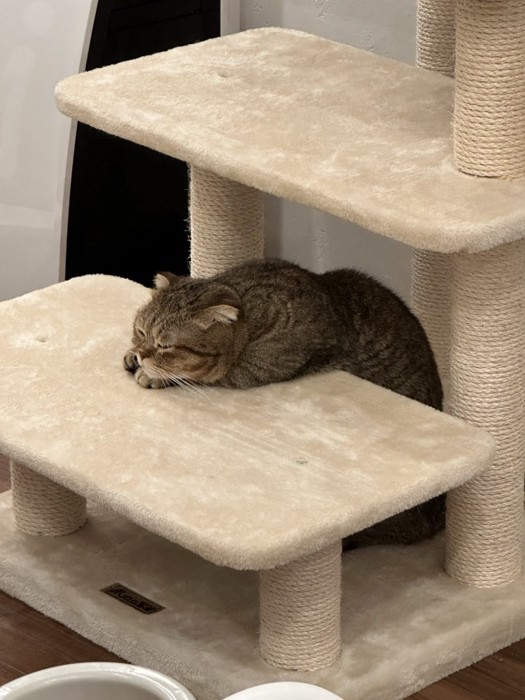 キャットタワーの途中で立って休む猫