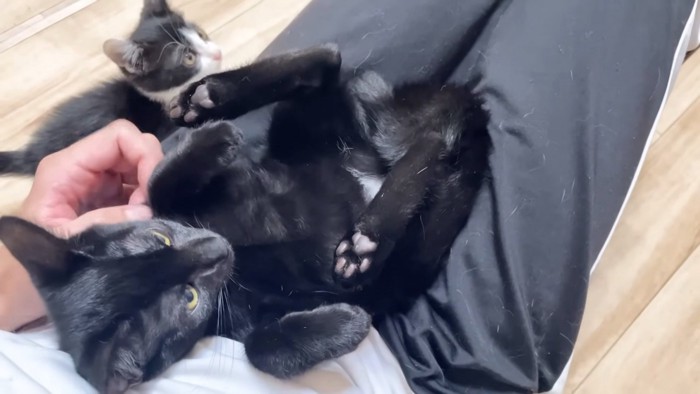 どこかを見ているロアくん