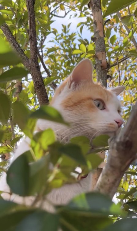 木の上にいる猫