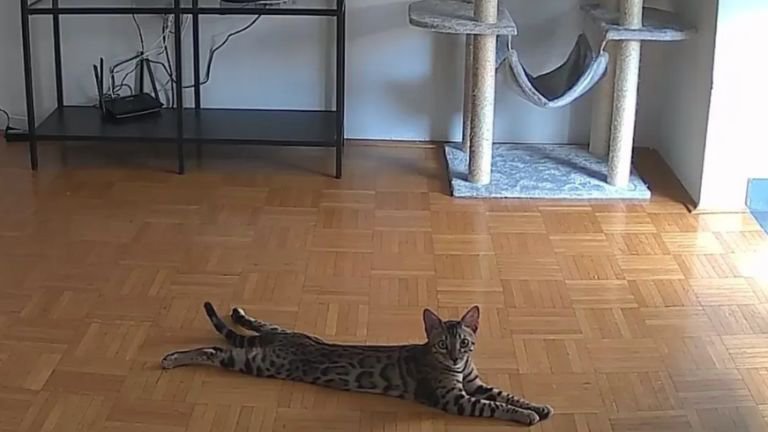 ペットカメラが撮影している猫