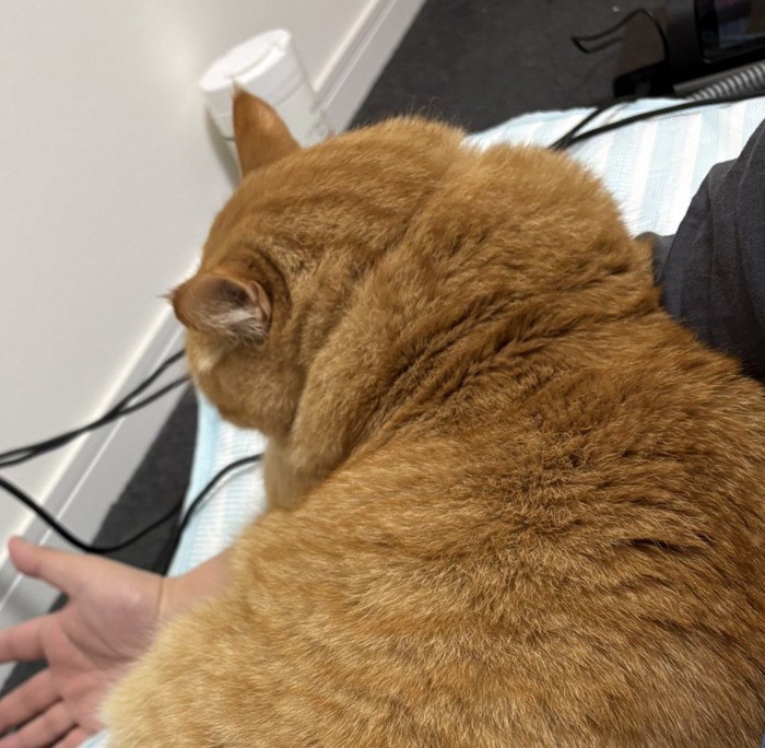 茶トラ猫が腕に乗ってしまい、腕が痺れている男性