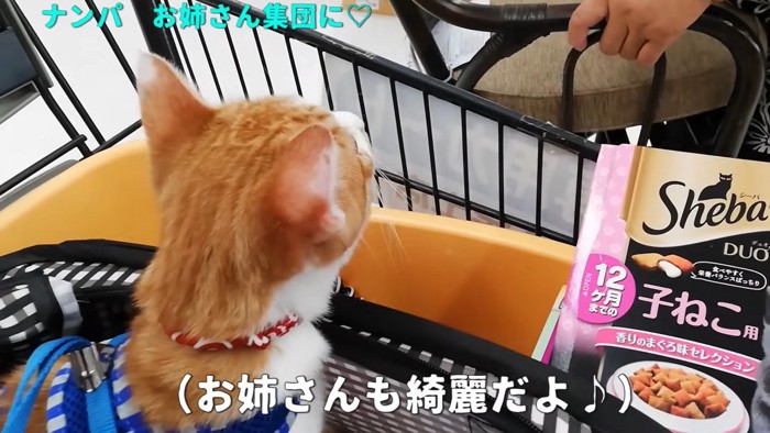 カートから人を眺める猫