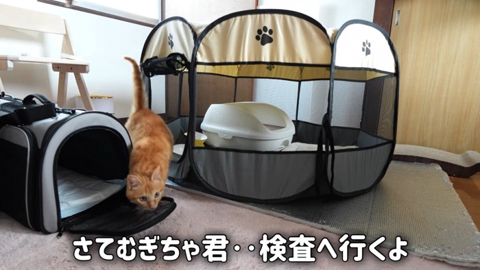 テロップ「さてむぎちゃ君~」