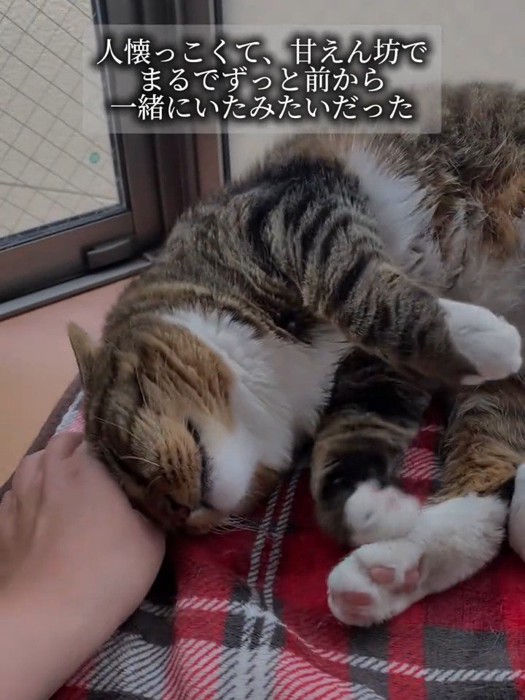 寝転がる猫